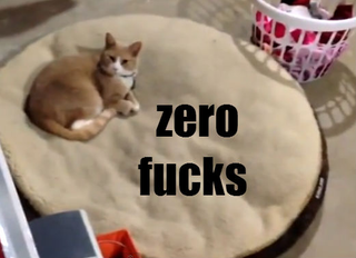 Illustration for article titled Groupthink, I Give You "Zero Fucks Cats Stealing Dogs' Beds"